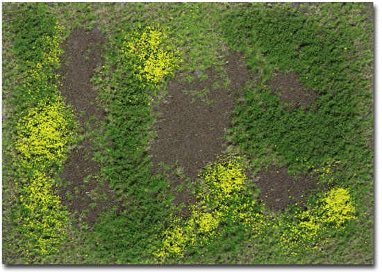 SPRING ROUGH MEADOW WITH WEEDS TYPE 