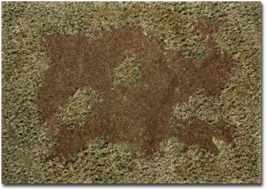 AUTUMN ROUGH MEADOW TYPE 