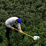 6MM LATE SUMMER MULTI-PAK TUFTS WITH WEEDS