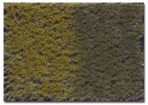 FALL/AUTUMN TUFTS WITH WEEDS/ 1 SHEET