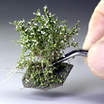3CM - 4CM HIGH WHITE BUSHES / 10 PCS.