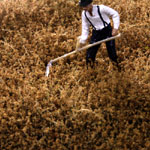 LOW AUTUMN GOLD THICKET TYPE 