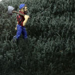 HIGH CONIFER GREEN THICKET TYPE 'E'