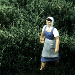 LOW HAZY GREEN THICKET TYPE 