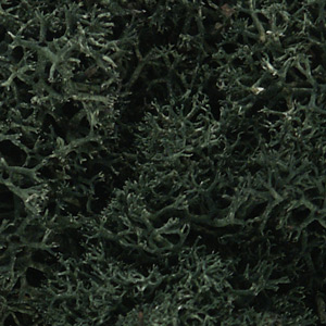 DARK GREEN TONE LICHEN - 2 OZ.